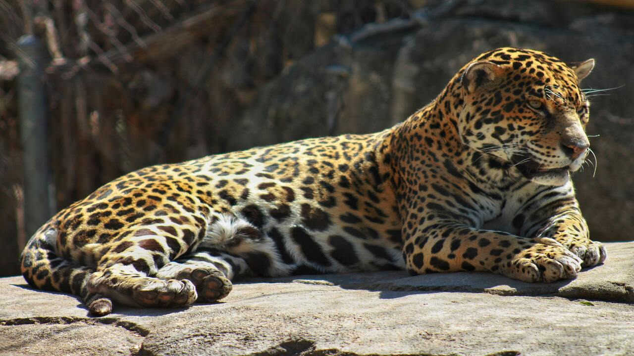 Animais estão desaparecendo e o motivo preocupa especialistas do mundo todo