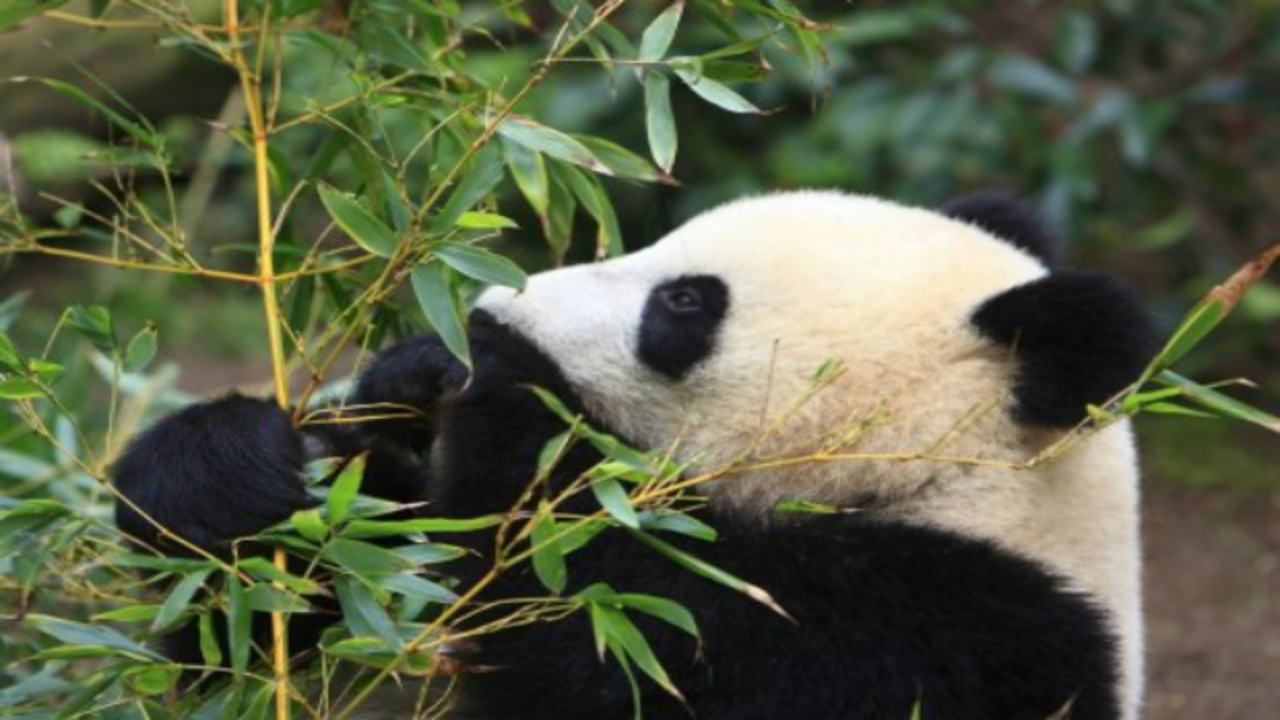 Animais que trabalham pela natureza e regeneram florestas sem que ninguém perceba