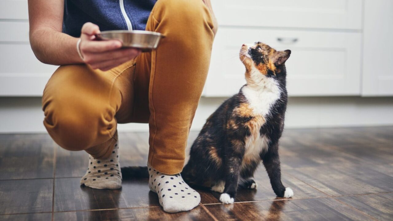 O segredo microscópico que mantém os animais saudáveis surpreende especialistas