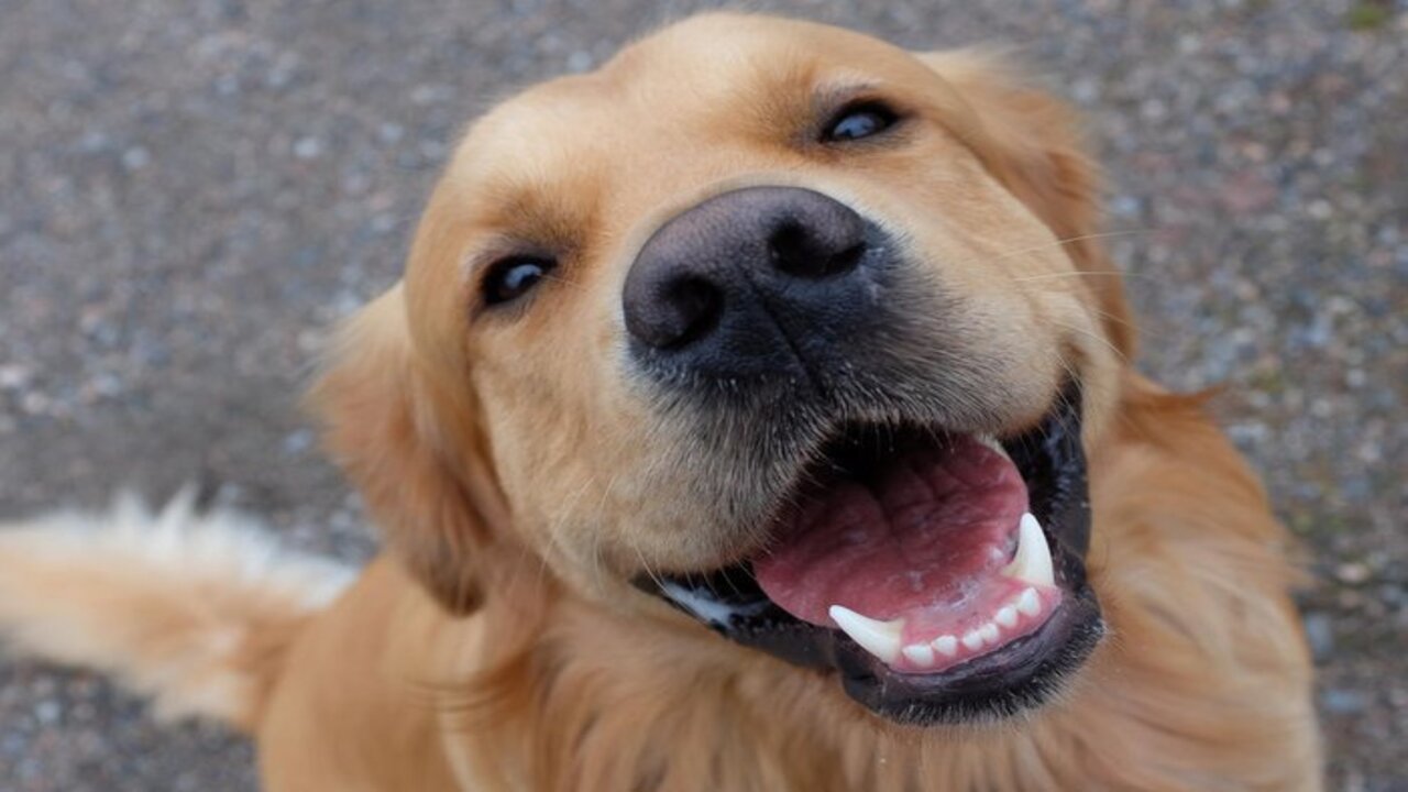 Brasileiros se emocionam ao descobrir como os cães mostram lealdade