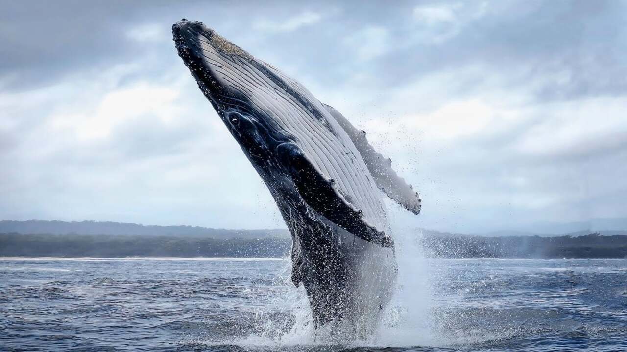 O que você não sabia sobre os maiores e menores animais da Terra!