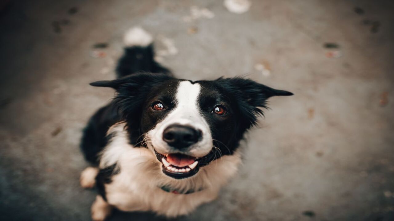 Você não vai acreditar no 1º lugar entre os animais mais inteligentes do planeta