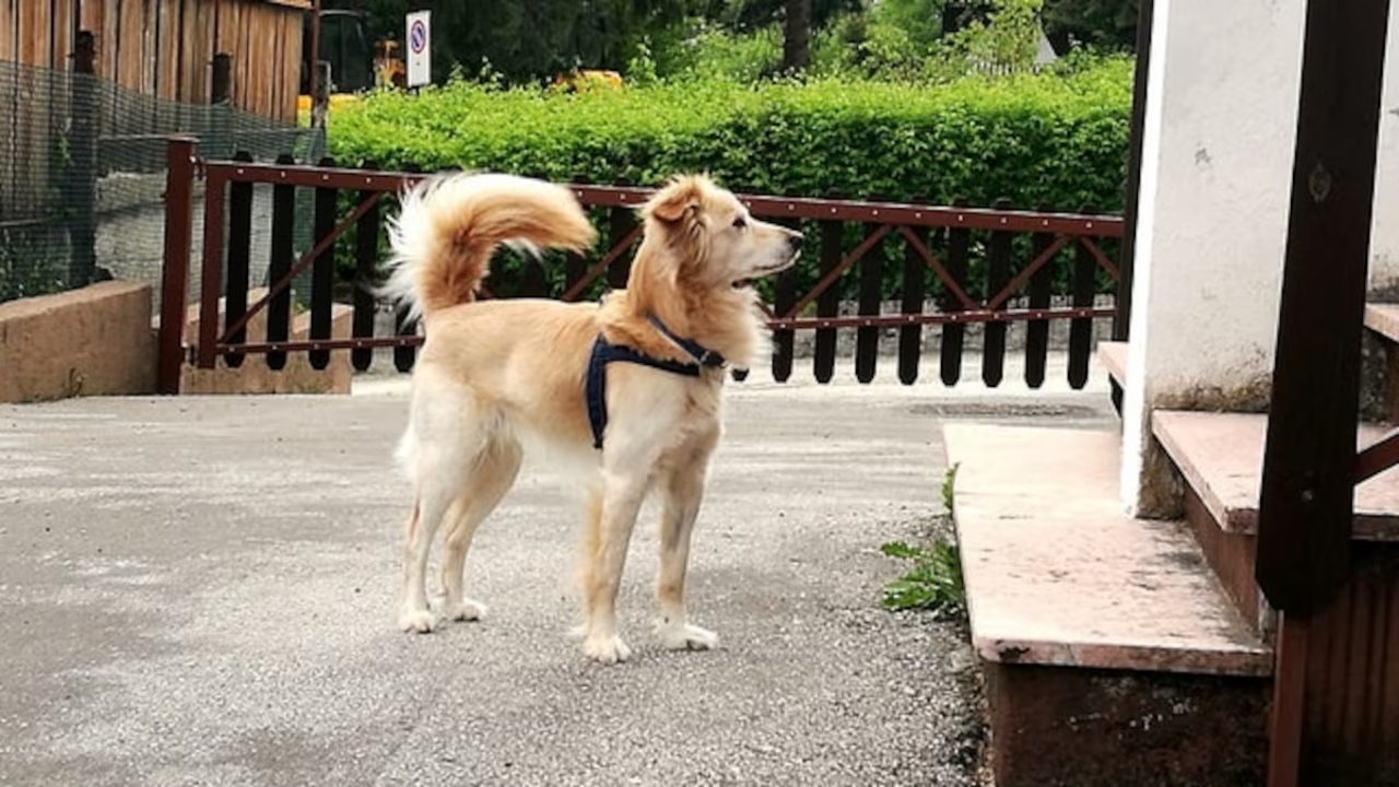 Por que os cães abanam o rabo? Entenda o comportamento canino