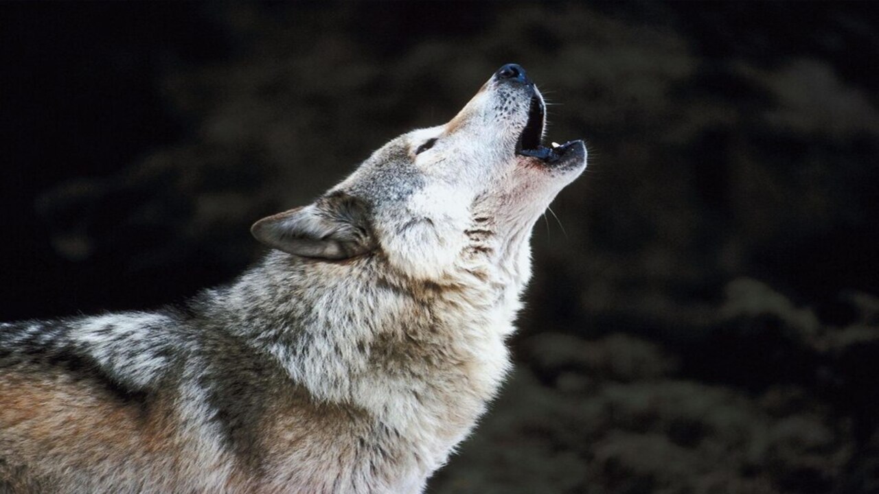 Brasileiros ficam curiosos ao descobrir por que os lobos realmente uivam