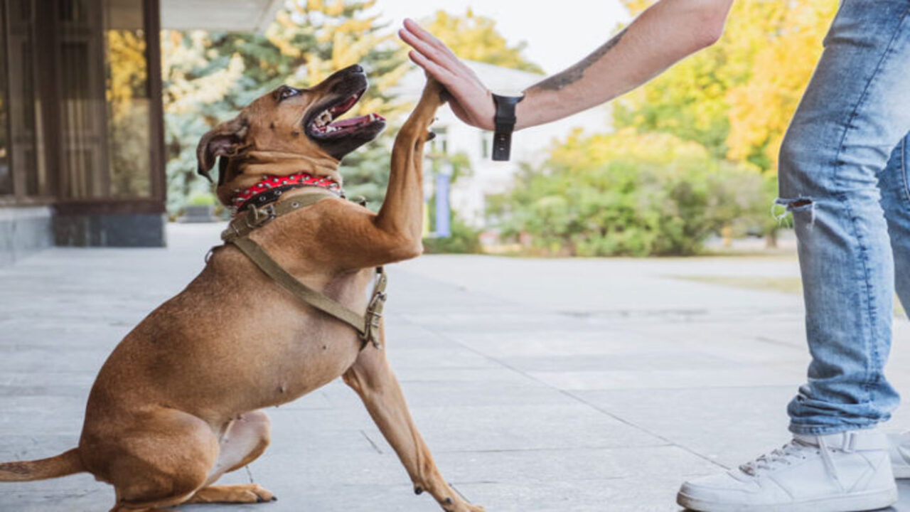 Truques básicos que estão deixando os cachorros mais espertos em todo o país