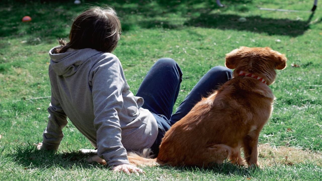 O superpoder dos cães que está deixando todo mundo intrigado