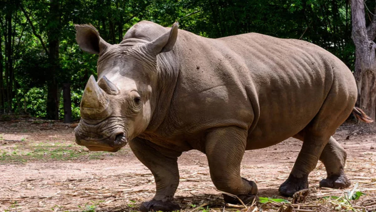 Como pequenas ações podem salvar animais em risco de extinção no planeta