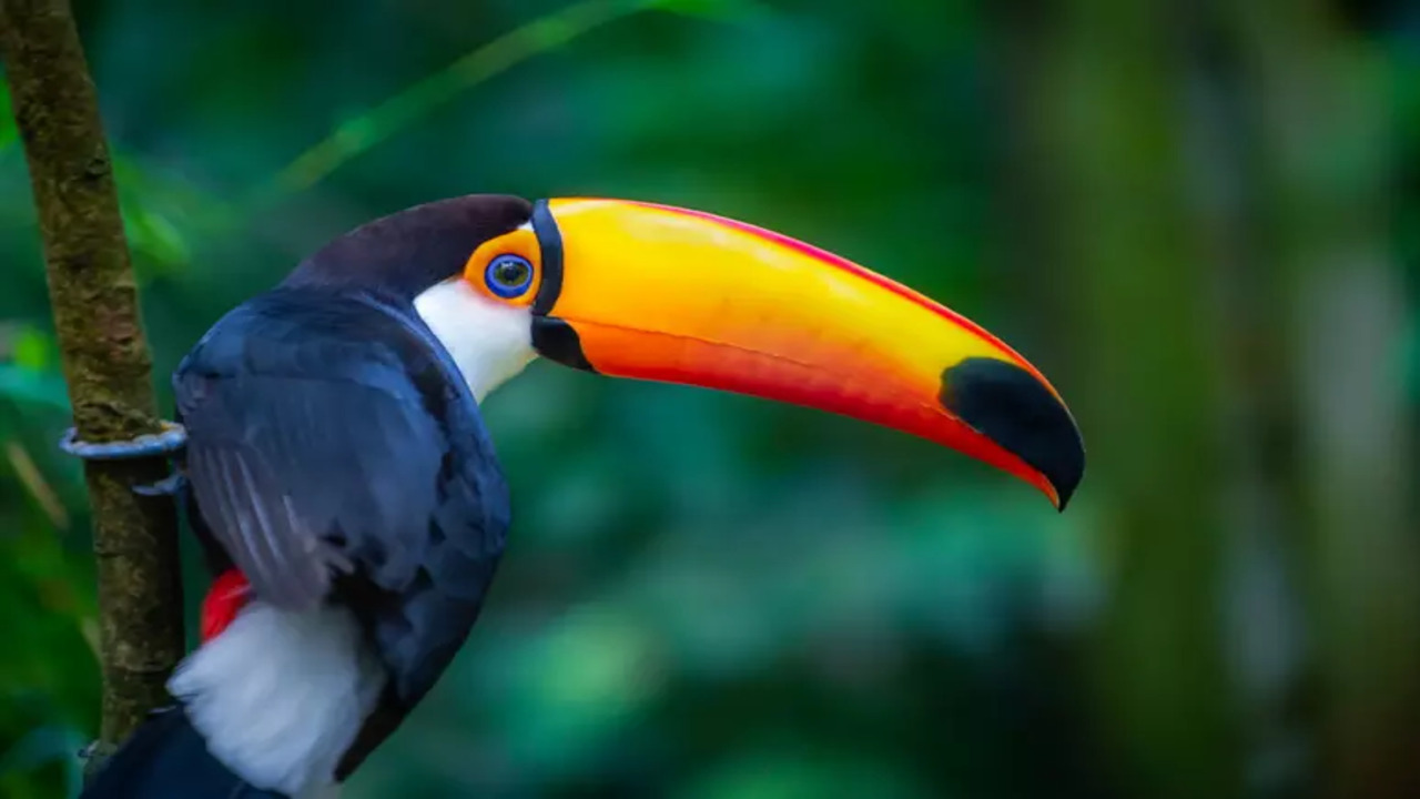 Técnicas usadas por cientistas na selva revelam hábitos incríveis dos animais