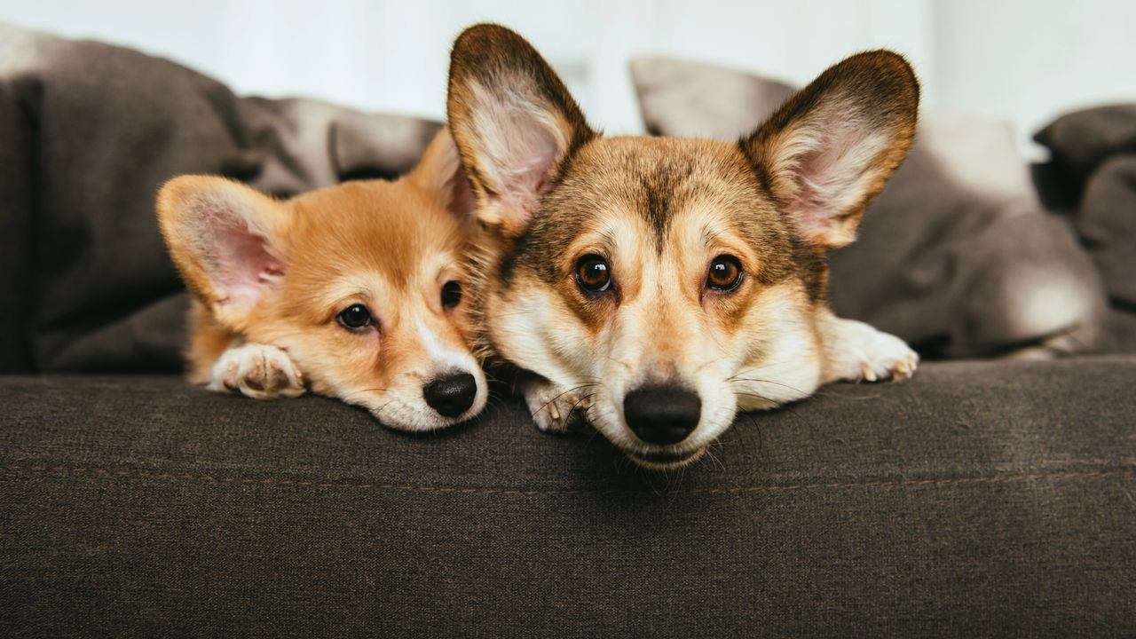 O guia que está deixando os donos de cachorro animados em todo o país