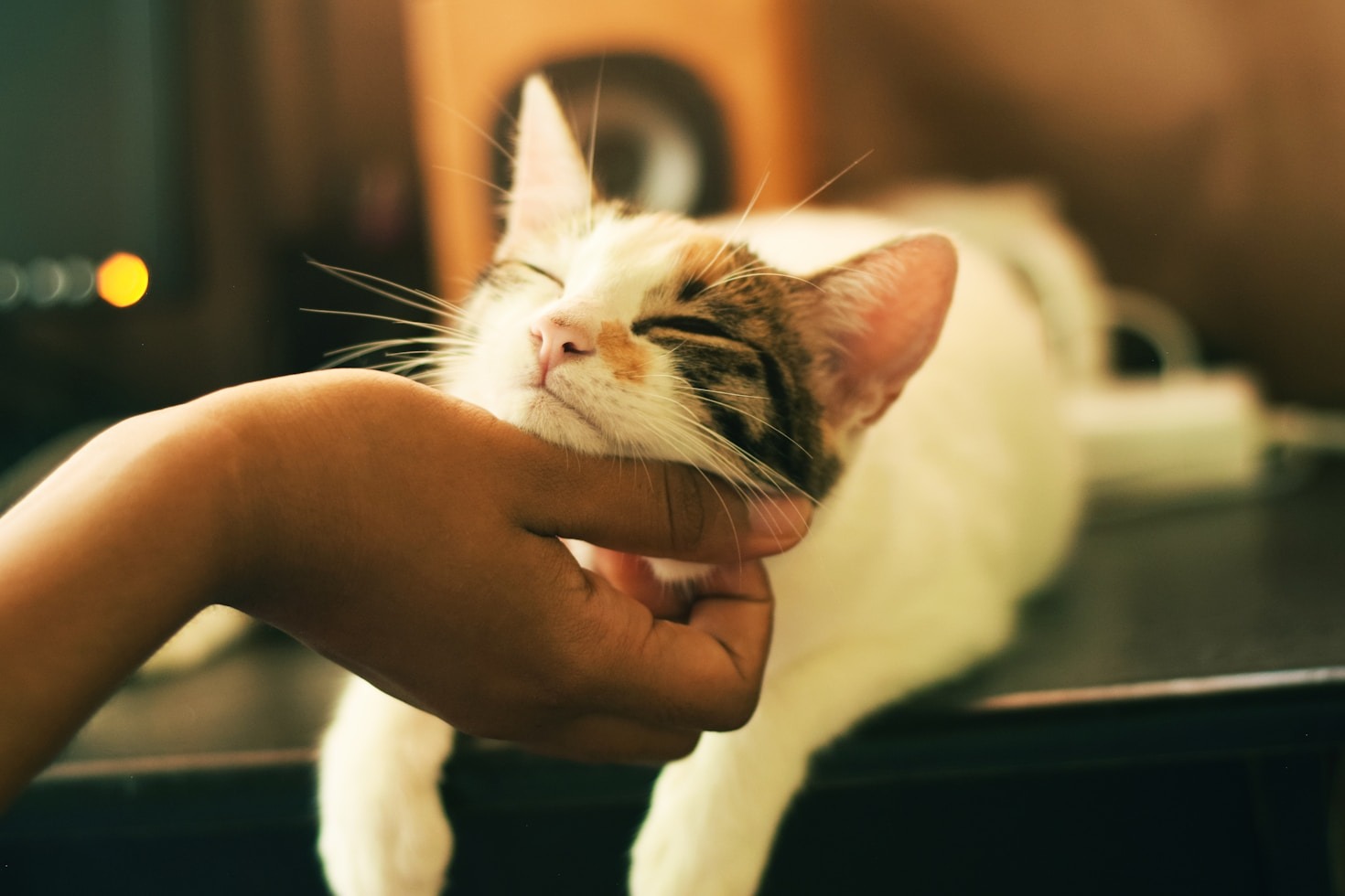 Saiba como socializar gatos com outros animais