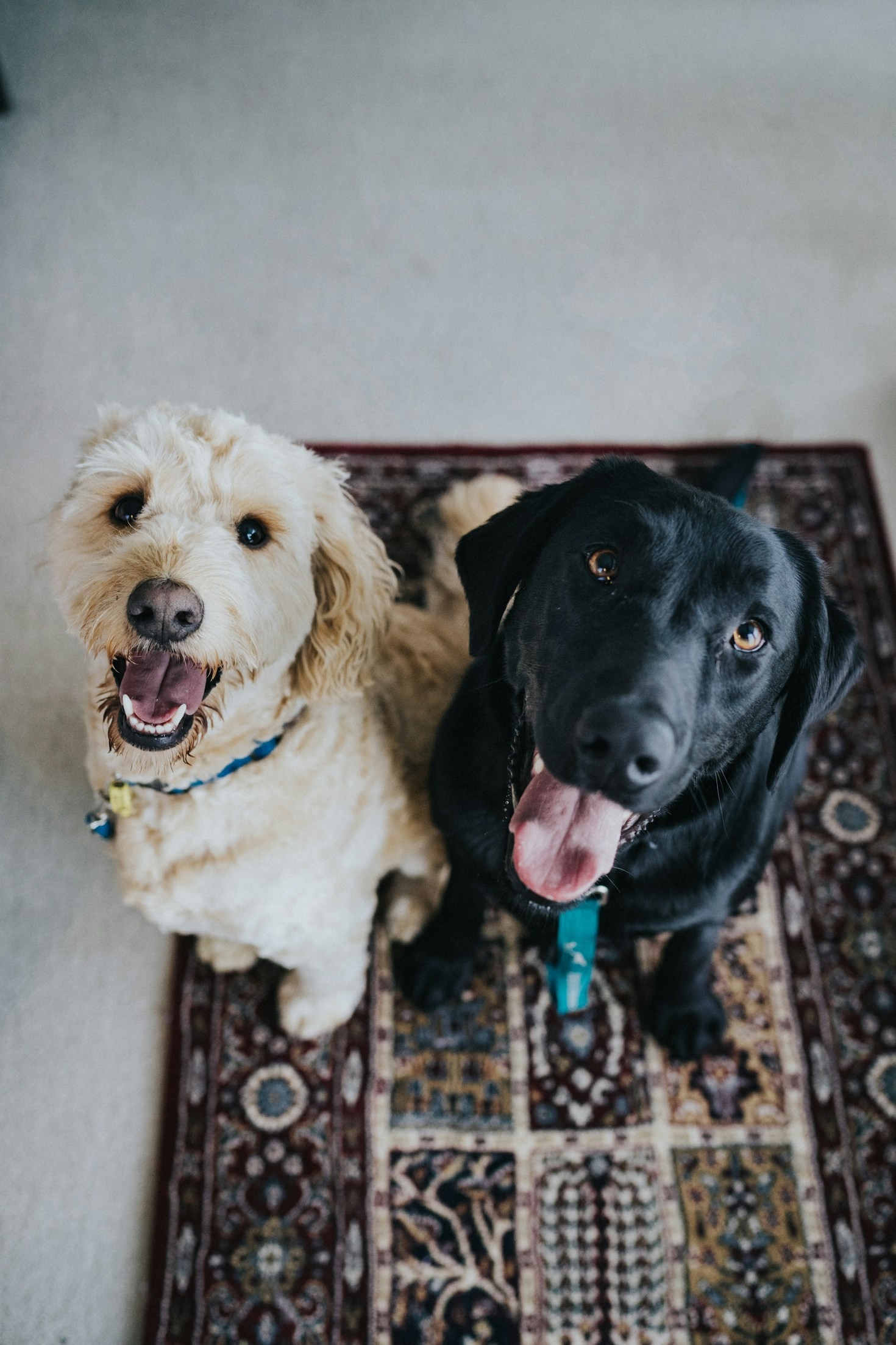 Cães podem comer frutas? Quais são seguras?