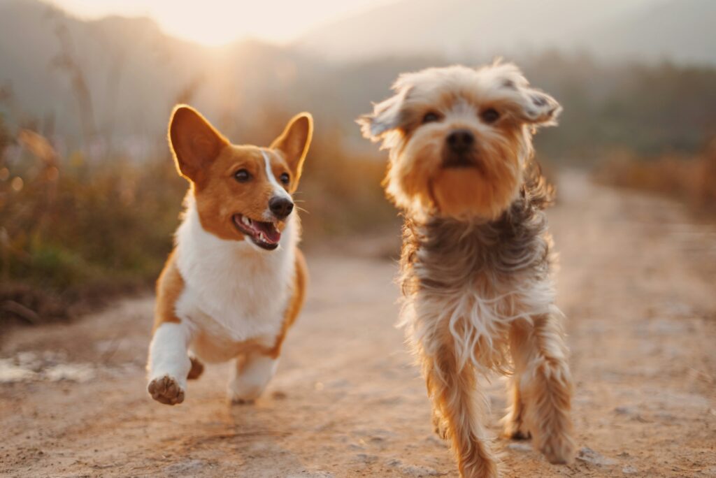 O guia que está deixando os donos de cachorro animados em todo o país